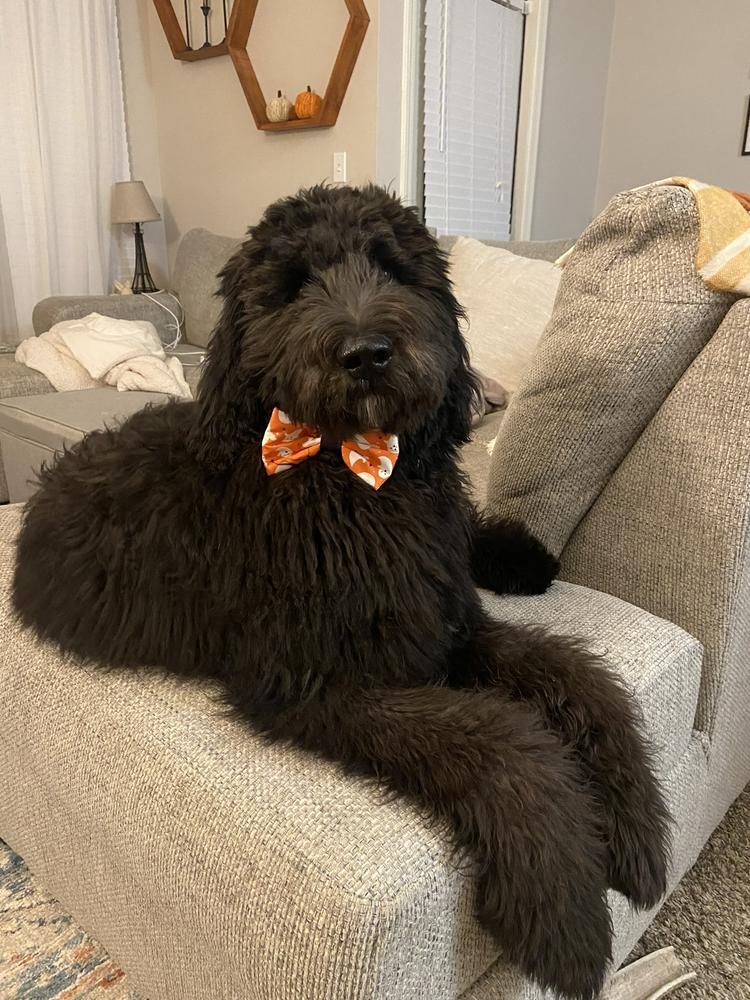 A grown-up A.N.A. doodle with their family — Goldendoodles & Bernedoodles in Cold Spring, MN