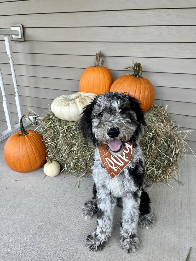A grown-up A.N.A. doodle with their family — Goldendoodles & Bernedoodles in Cold Spring, MN