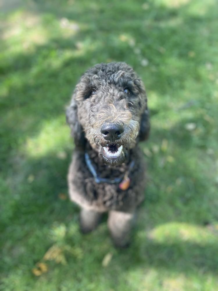 A grown-up A.N.A. doodle with their family — Goldendoodles & Bernedoodles in Cold Spring, MN