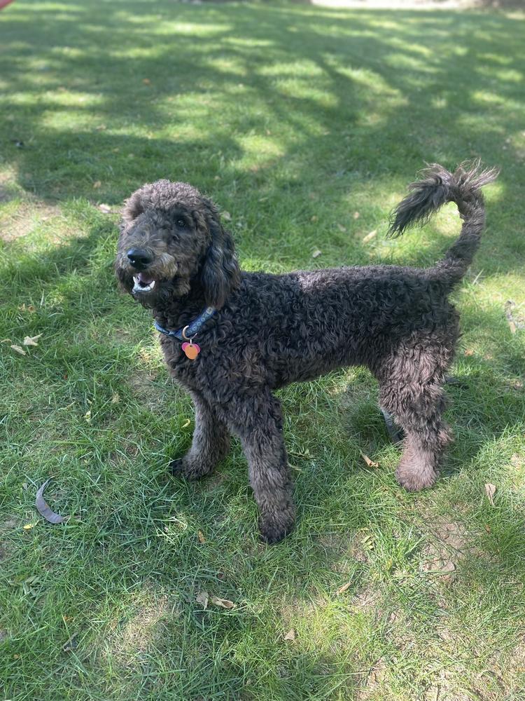 A grown-up A.N.A. doodle with their family — Goldendoodles & Bernedoodles in Cold Spring, MN