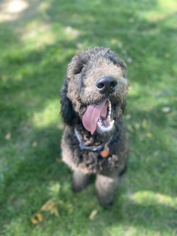 A grown-up A.N.A. doodle with their family — Goldendoodles & Bernedoodles in Cold Spring, MN