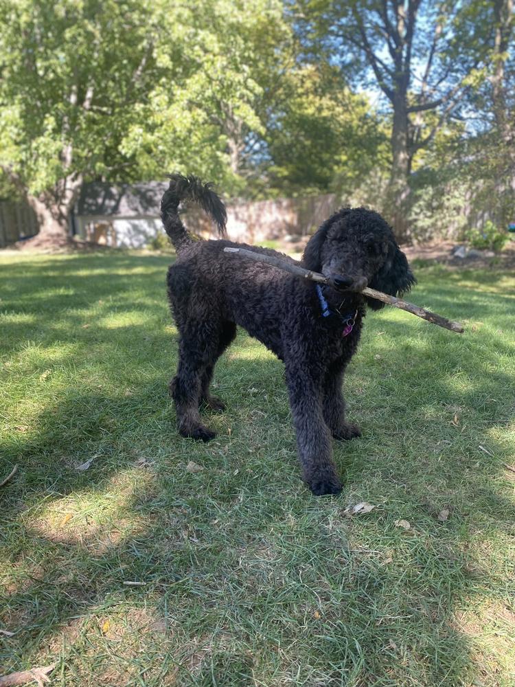 A grown-up A.N.A. doodle with their family — Goldendoodles & Bernedoodles in Cold Spring, MN