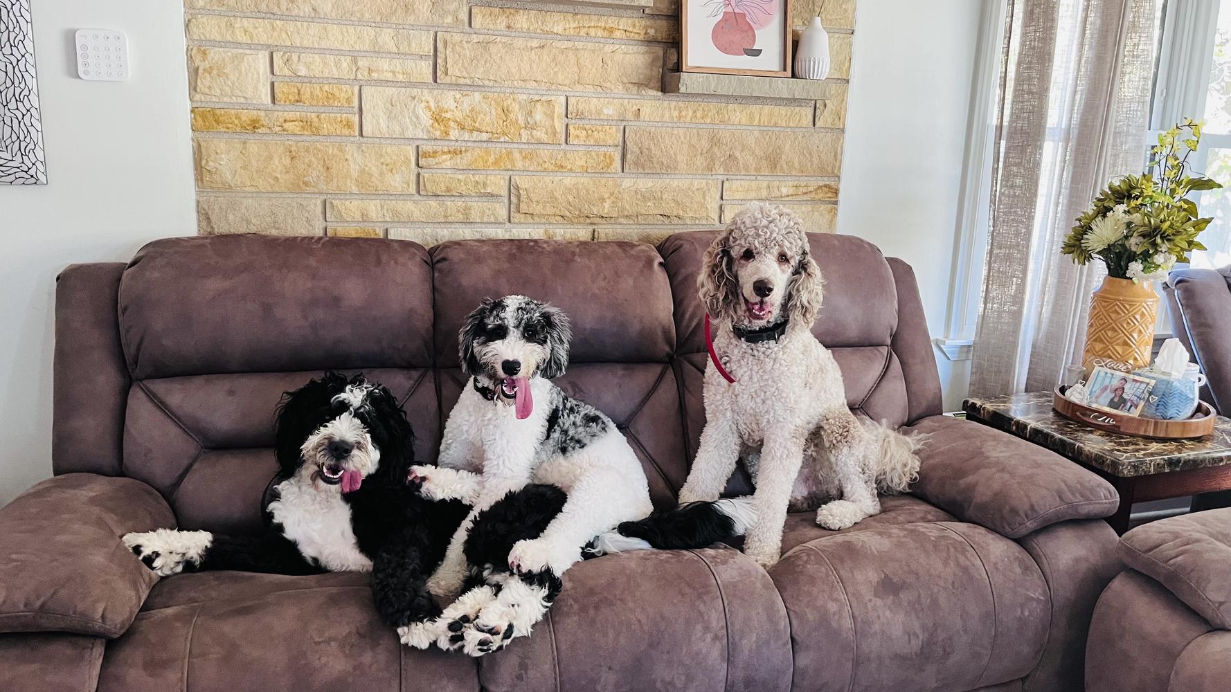 A grown-up A.N.A. doodle with their family — Goldendoodles & Bernedoodles in Cold Spring, MN