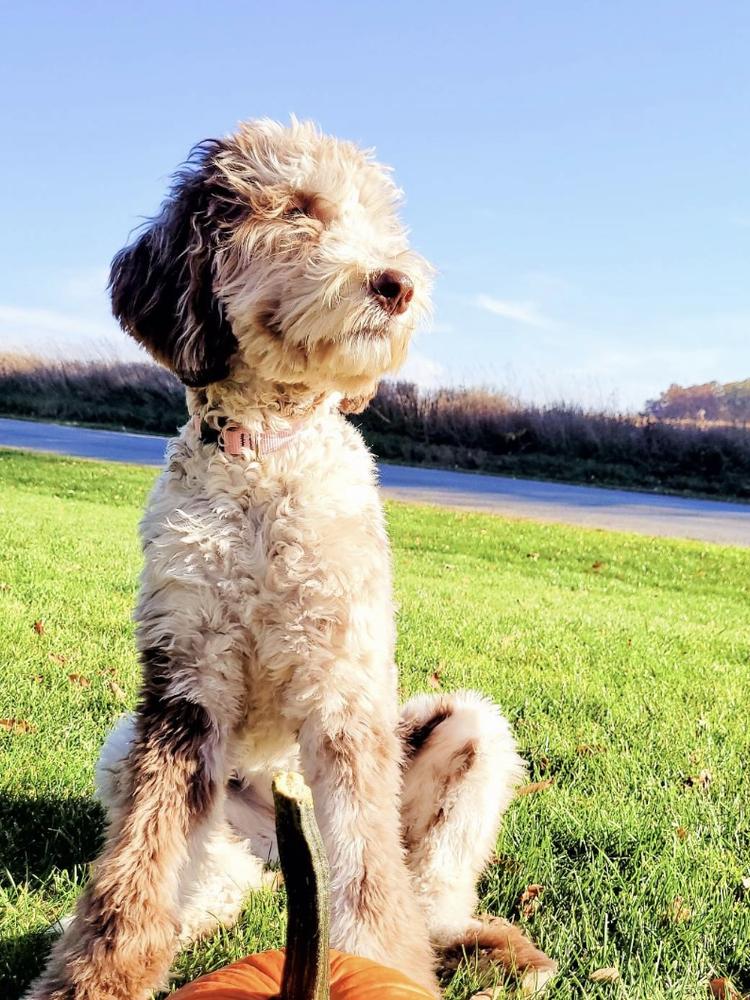 A grown-up A.N.A. doodle with their family — Goldendoodles & Bernedoodles in Cold Spring, MN