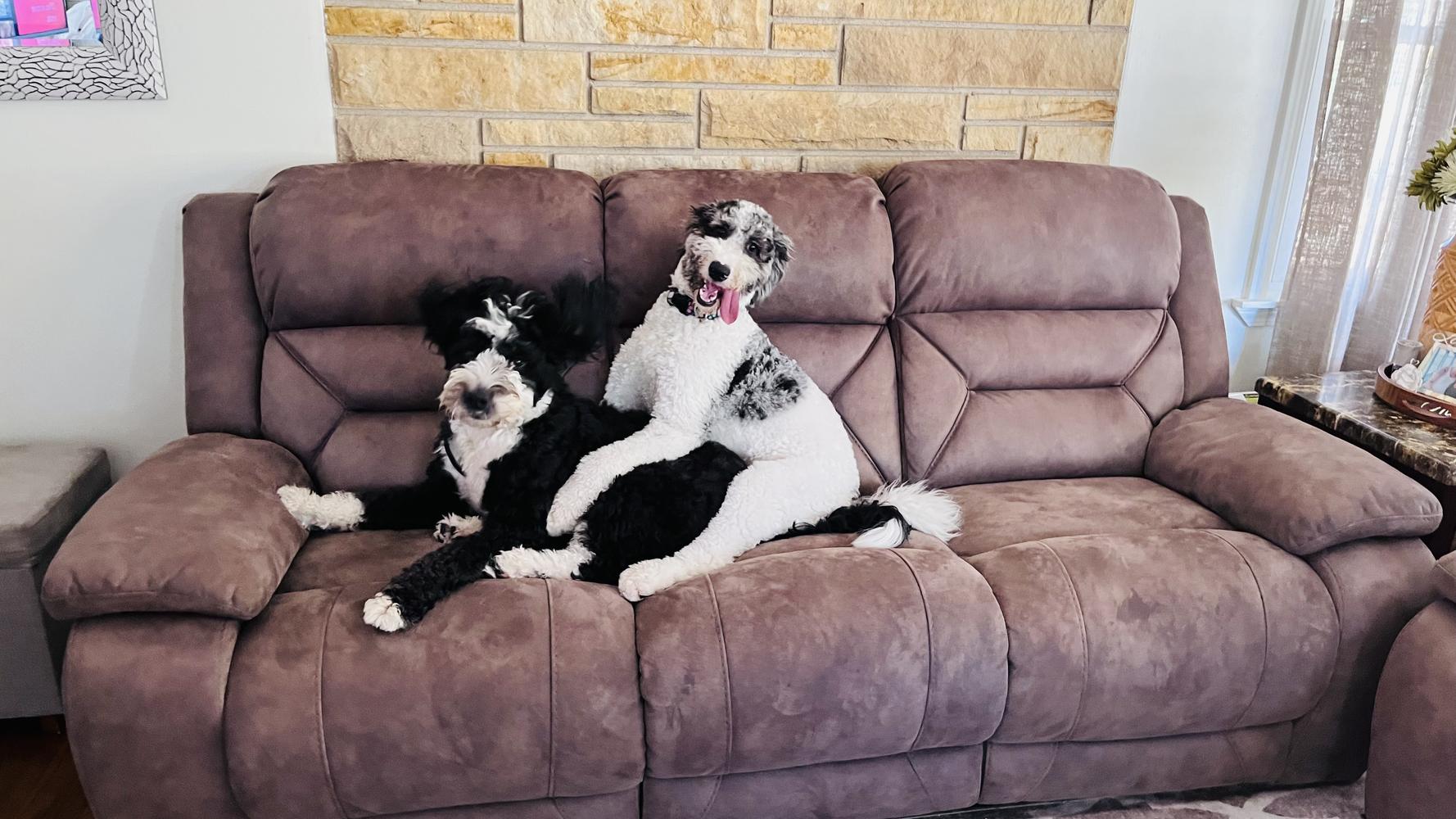 A grown-up A.N.A. doodle with their family — Goldendoodles & Bernedoodles in Cold Spring, MN