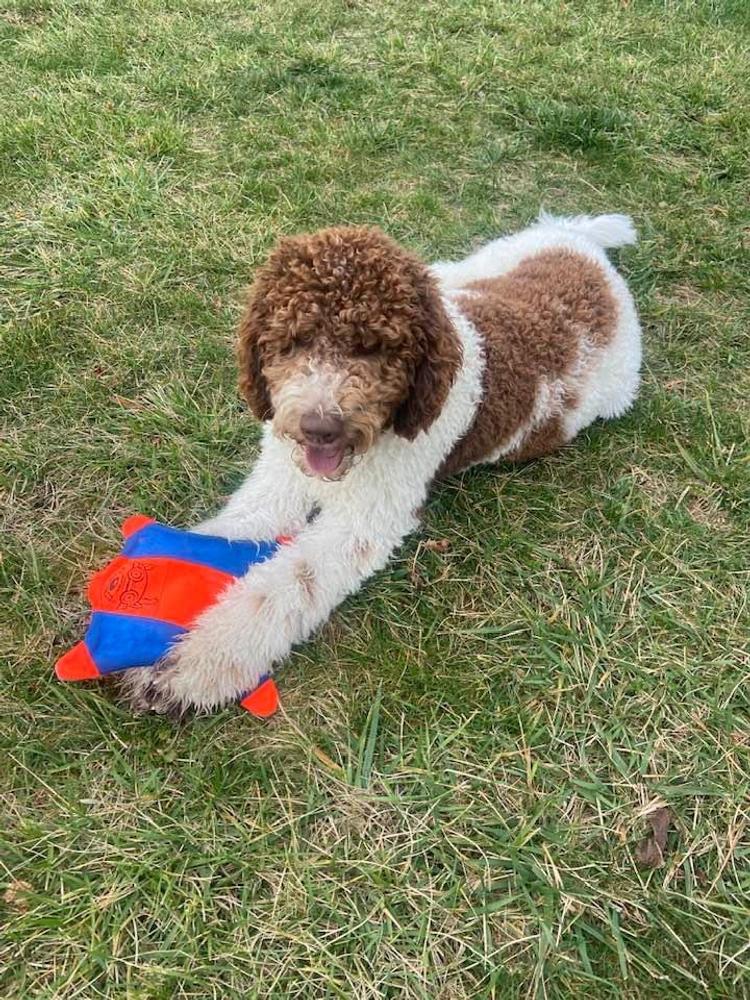 A grown-up A.N.A. doodle with their family — Goldendoodles & Bernedoodles in Cold Spring, MN