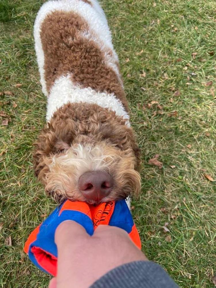 A grown-up A.N.A. doodle with their family — Goldendoodles & Bernedoodles in Cold Spring, MN