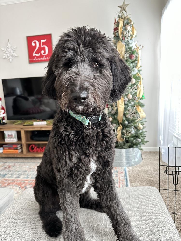 A grown-up A.N.A. doodle with their family — Goldendoodles & Bernedoodles in Cold Spring, MN