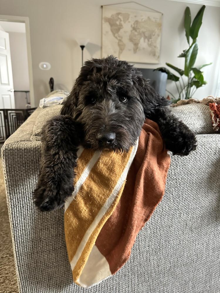 A grown-up A.N.A. doodle with their family — Goldendoodles & Bernedoodles in Cold Spring, MN