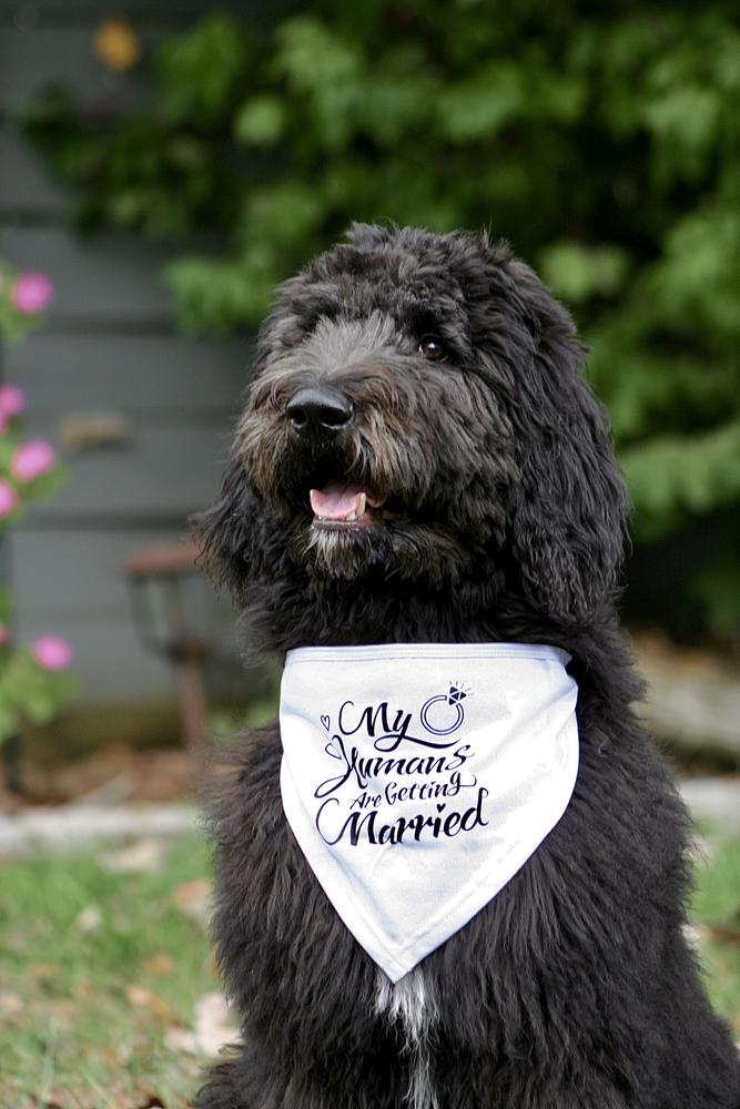 A grown-up A.N.A. doodle with their family — Goldendoodles & Bernedoodles in Cold Spring, MN