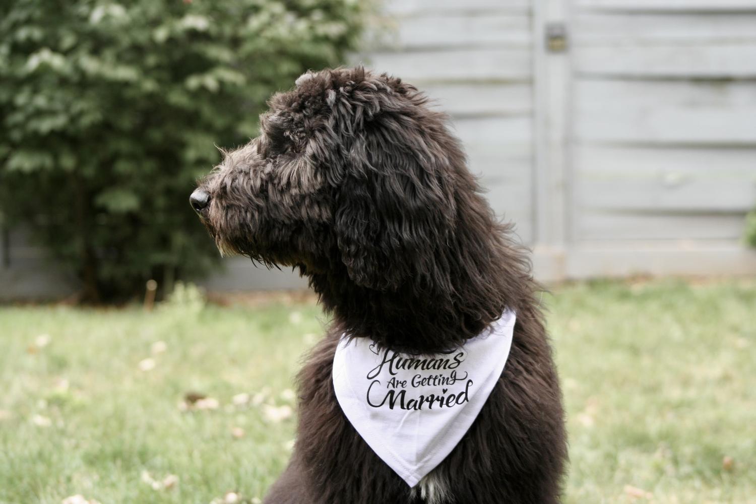 A grown-up A.N.A. doodle with their family — Goldendoodles & Bernedoodles in Cold Spring, MN