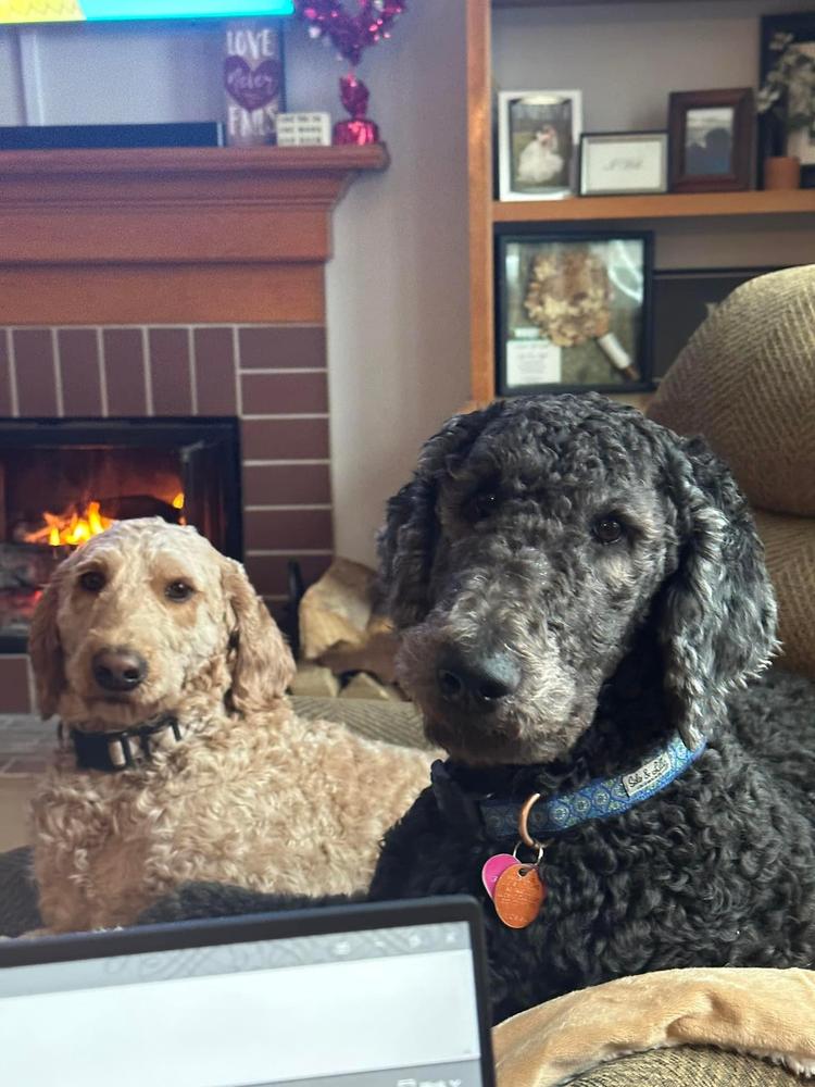 A grown-up A.N.A. doodle with their family — Goldendoodles & Bernedoodles in Cold Spring, MN