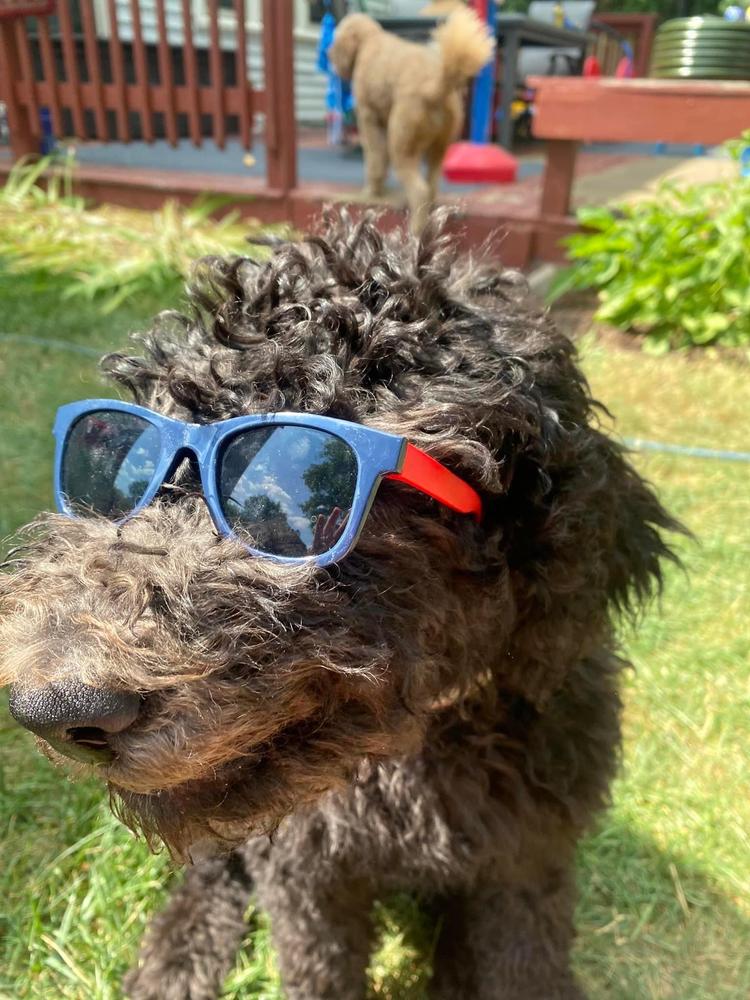 A grown-up A.N.A. doodle with their family — Goldendoodles & Bernedoodles in Cold Spring, MN