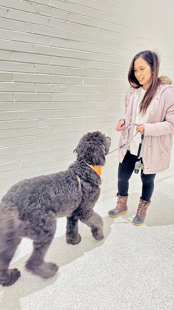 A grown-up A.N.A. doodle with their family — Goldendoodles & Bernedoodles in Cold Spring, MN