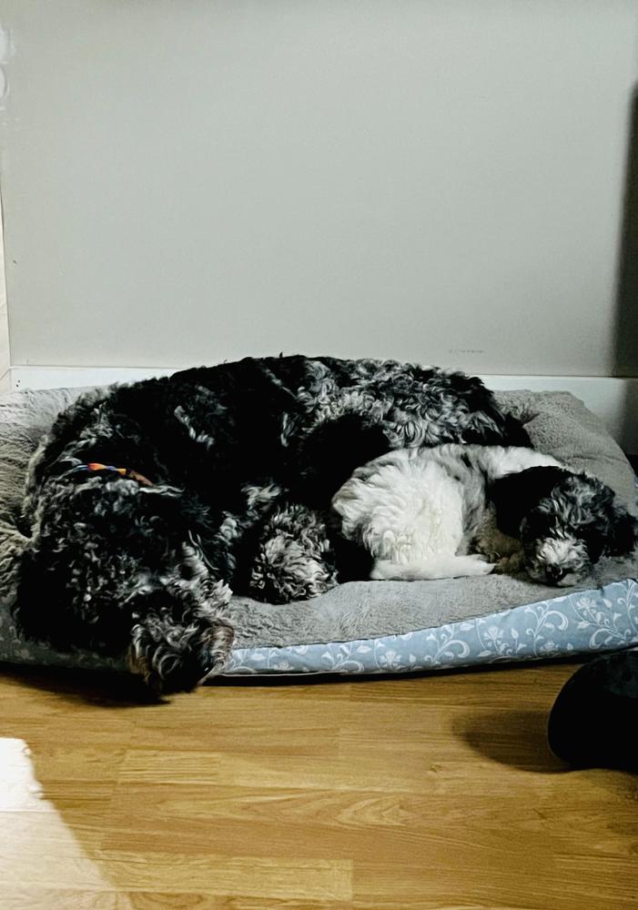 A grown-up A.N.A. doodle with their family — Goldendoodles & Bernedoodles in Cold Spring, MN