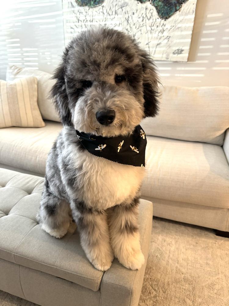 An A.N.A. Doodles puppy — Goldendoodles & Bernedoodles in Cold Spring, MN