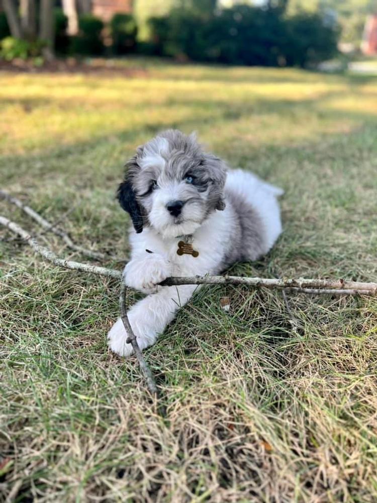 An A.N.A. Doodles puppy — Goldendoodles & Bernedoodles in Cold Spring, MN