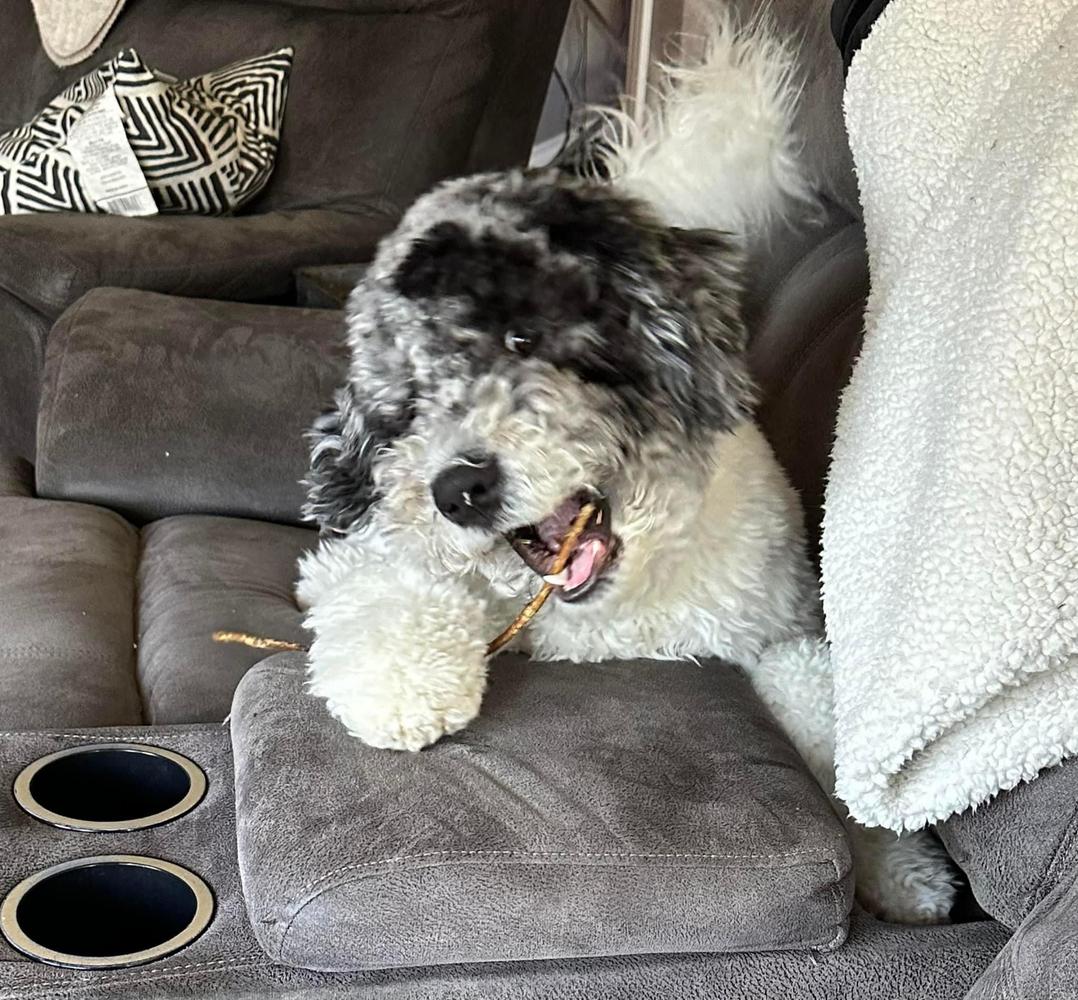 An A.N.A. Doodles puppy — Goldendoodles & Bernedoodles in Cold Spring, MN