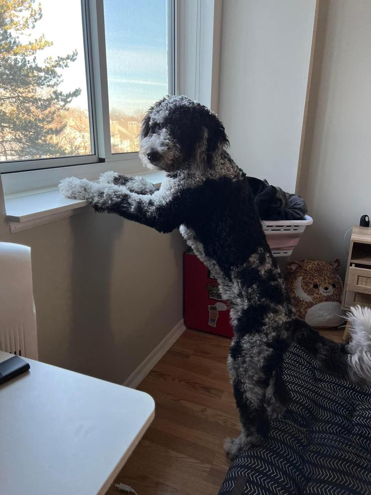 An A.N.A. Doodles puppy — Goldendoodles & Bernedoodles in Cold Spring, MN