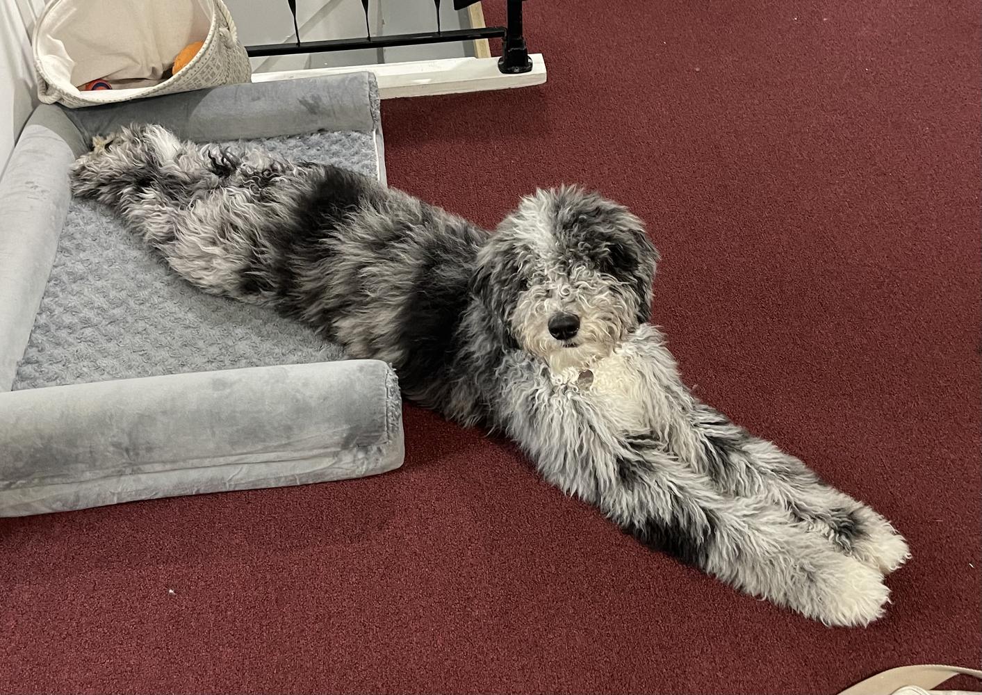 An A.N.A. Doodles puppy — Goldendoodles & Bernedoodles in Cold Spring, MN