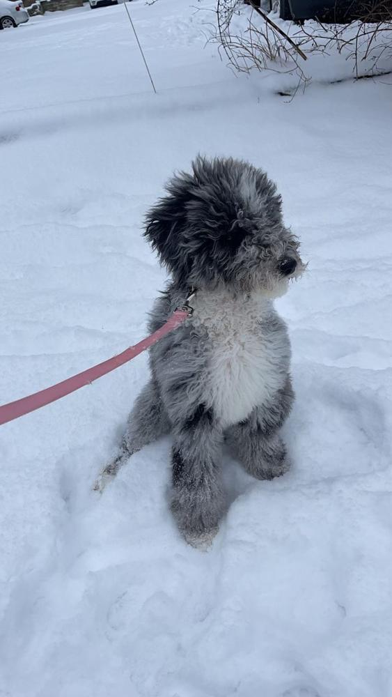 An A.N.A. Doodles puppy — Goldendoodles & Bernedoodles in Cold Spring, MN