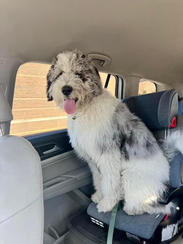 An A.N.A. Doodles puppy — Goldendoodles & Bernedoodles in Cold Spring, MN