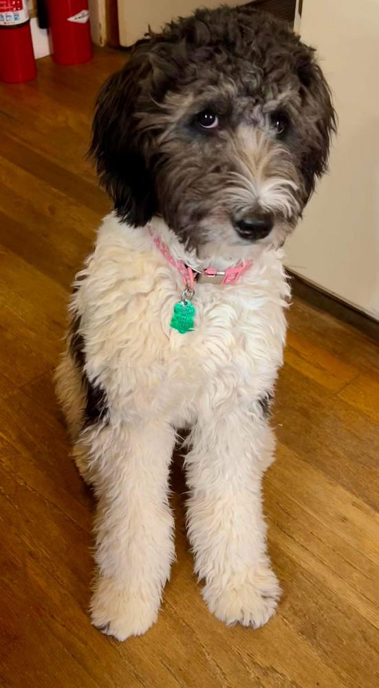 An A.N.A. Doodles puppy — Goldendoodles & Bernedoodles in Cold Spring, MN