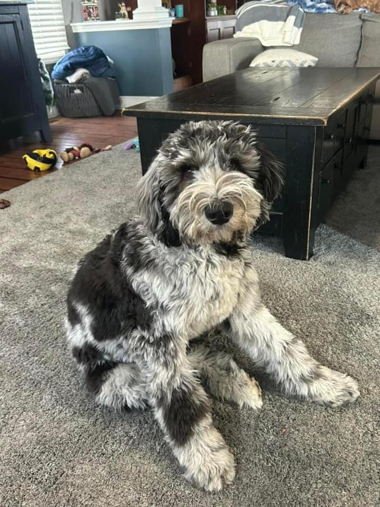An A.N.A. Doodles puppy — Goldendoodles & Bernedoodles in Cold Spring, MN
