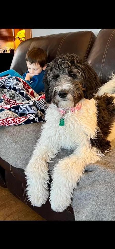 An A.N.A. Doodles puppy — Goldendoodles & Bernedoodles in Cold Spring, MN