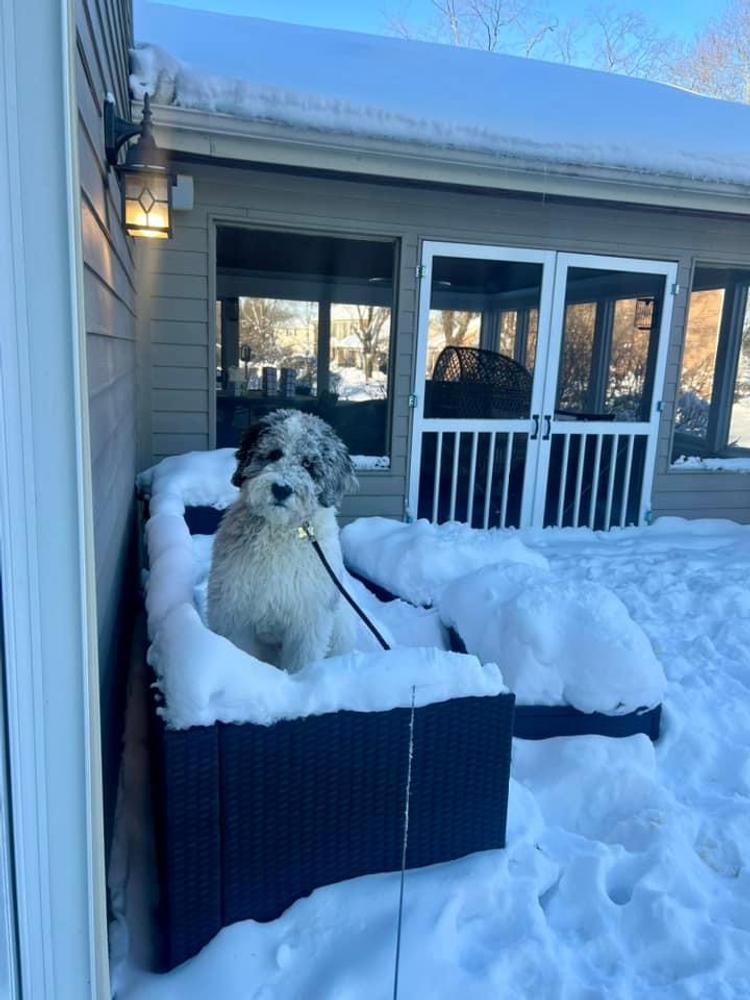 An A.N.A. Doodles puppy — Goldendoodles & Bernedoodles in Cold Spring, MN