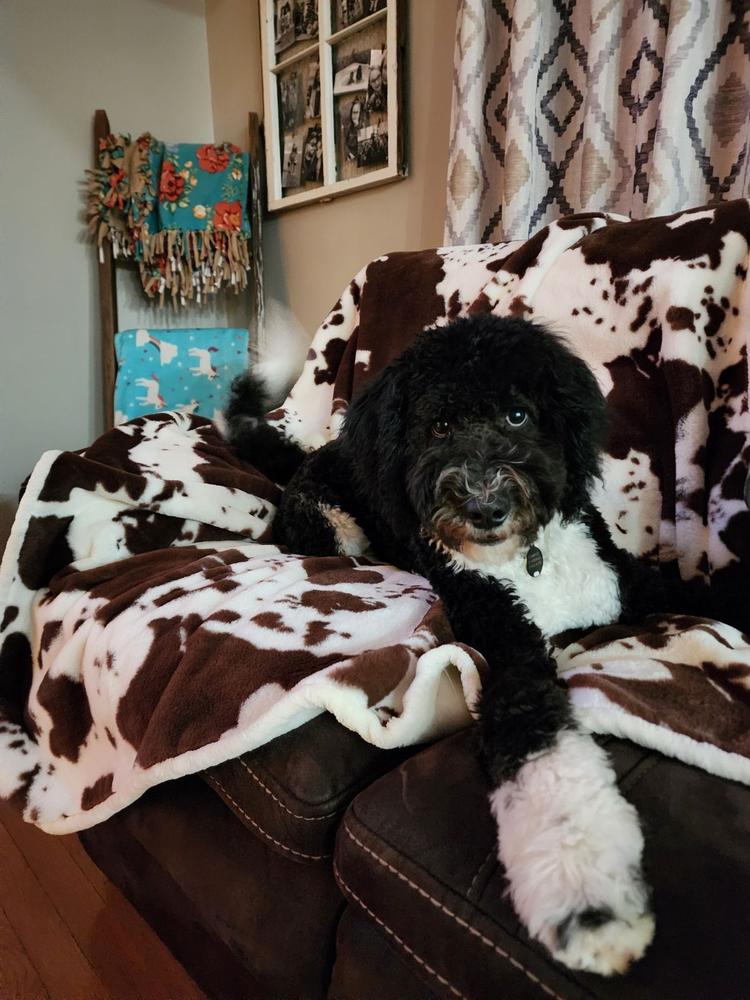 An A.N.A. Doodles puppy — Goldendoodles & Bernedoodles in Cold Spring, MN