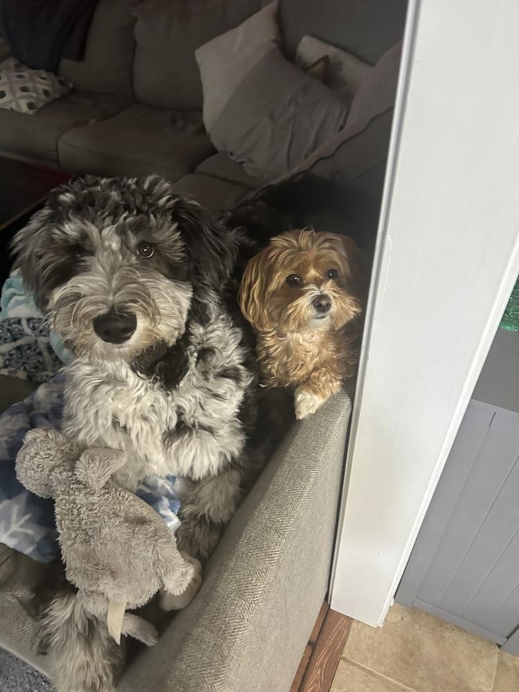 An A.N.A. Doodles puppy — Goldendoodles & Bernedoodles in Cold Spring, MN