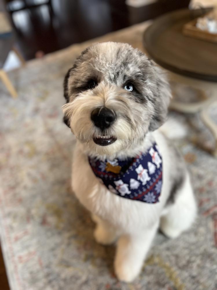 An A.N.A. Doodles puppy — Goldendoodles & Bernedoodles in Cold Spring, MN