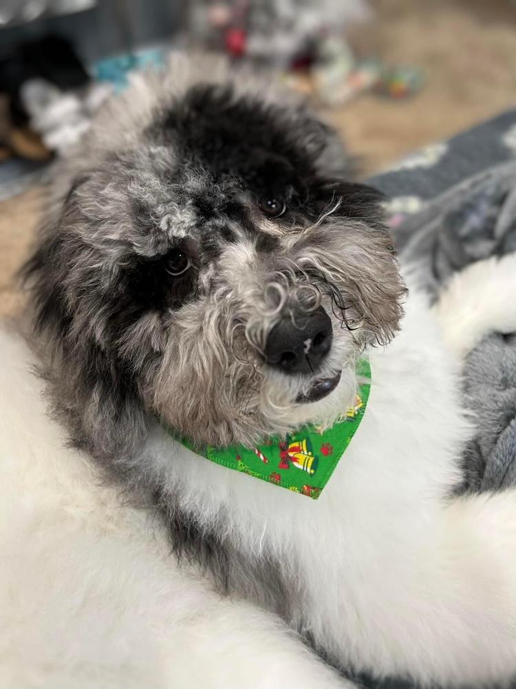 An A.N.A. Doodles puppy — Goldendoodles & Bernedoodles in Cold Spring, MN