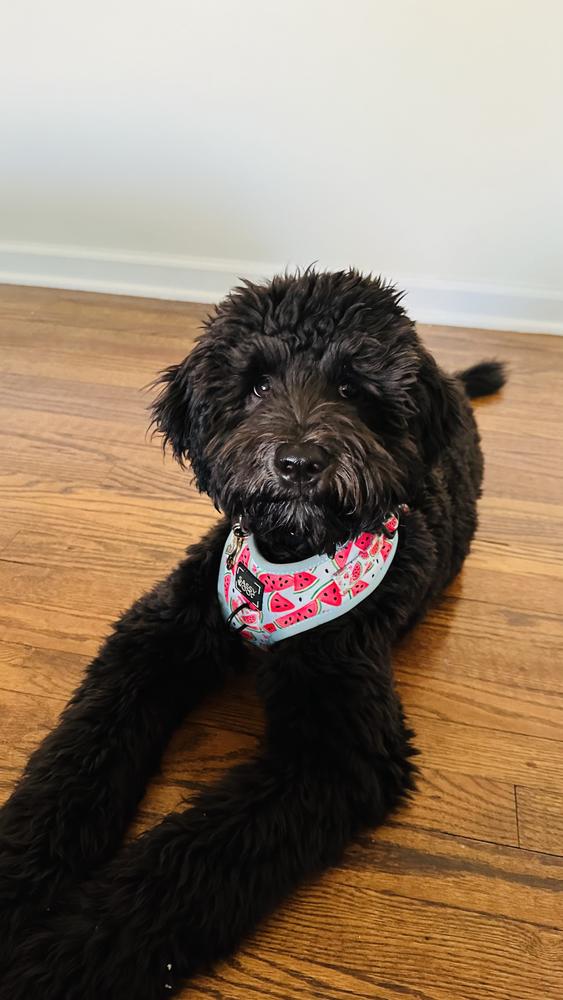 An A.N.A. Doodles puppy — Goldendoodles & Bernedoodles in Cold Spring, MN