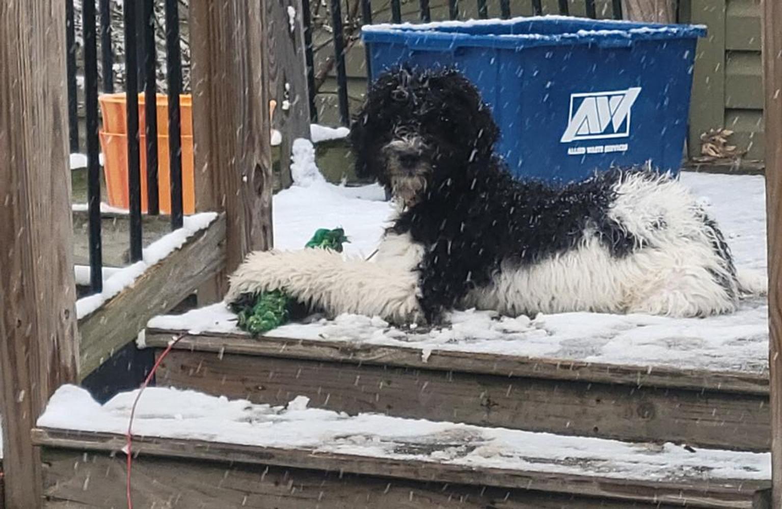 An A.N.A. Doodles puppy — Goldendoodles & Bernedoodles in Cold Spring, MN