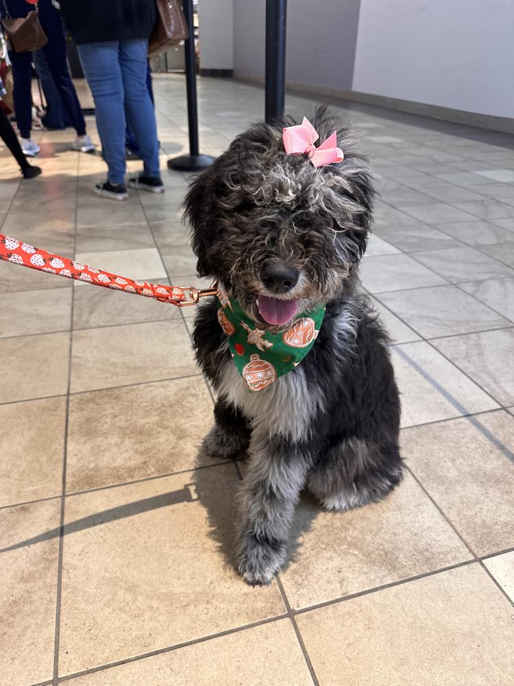 An A.N.A. Doodles puppy — Goldendoodles & Bernedoodles in Cold Spring, MN