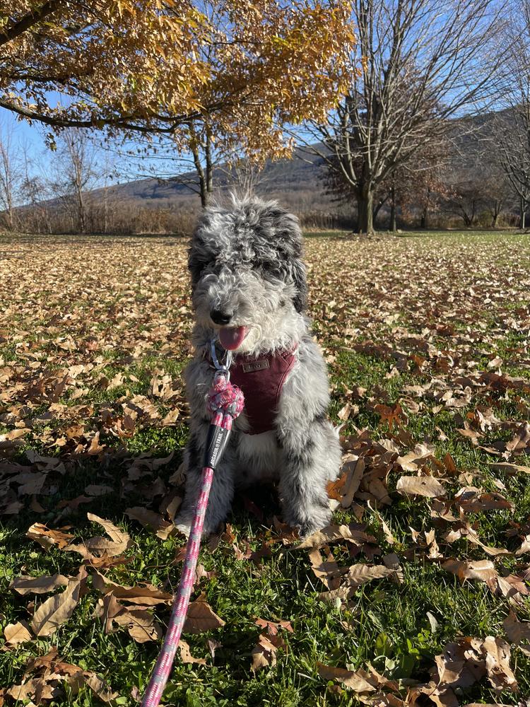 An A.N.A. Doodles puppy — Goldendoodles & Bernedoodles in Cold Spring, MN