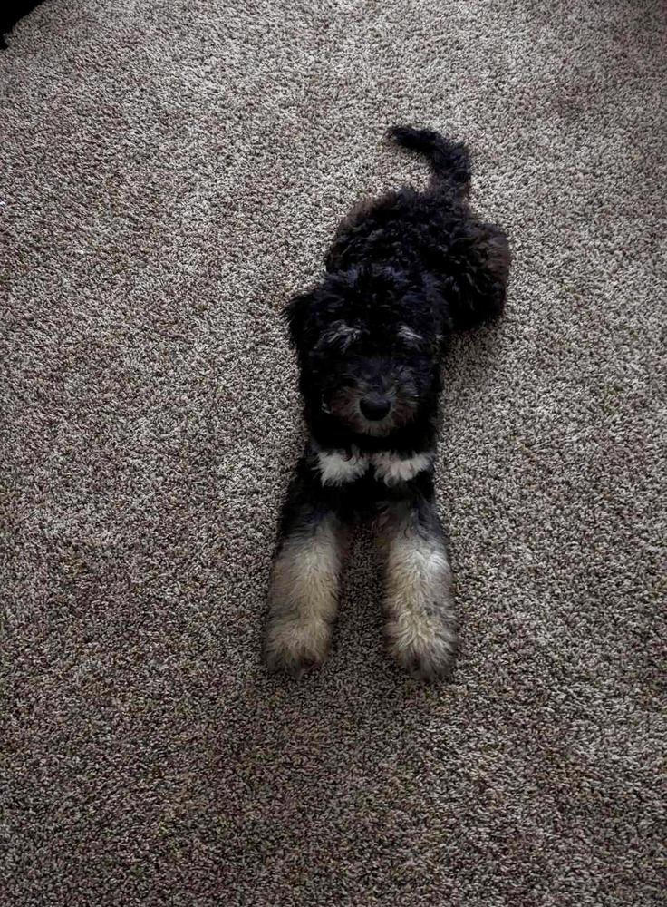 An A.N.A. Doodles puppy — Goldendoodles & Bernedoodles in Cold Spring, MN