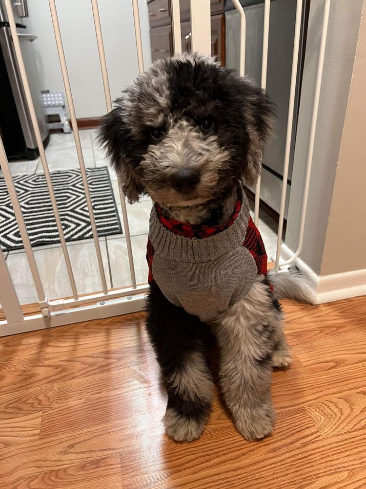 An A.N.A. Doodles puppy — Goldendoodles & Bernedoodles in Cold Spring, MN