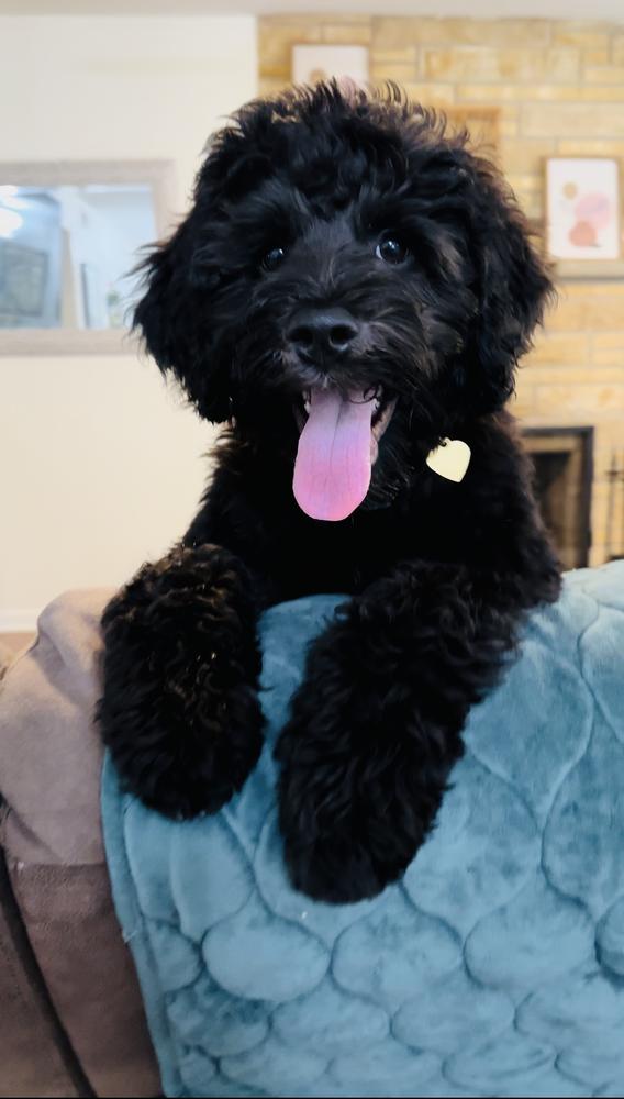 An A.N.A. Doodles puppy — Goldendoodles & Bernedoodles in Cold Spring, MN
