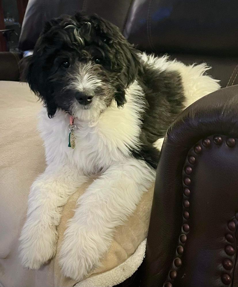 An A.N.A. Doodles puppy — Goldendoodles & Bernedoodles in Cold Spring, MN