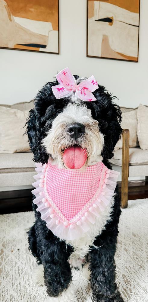 Life at A.N.A. Doodles — Goldendoodles & Bernedoodles in Cold Spring, MN