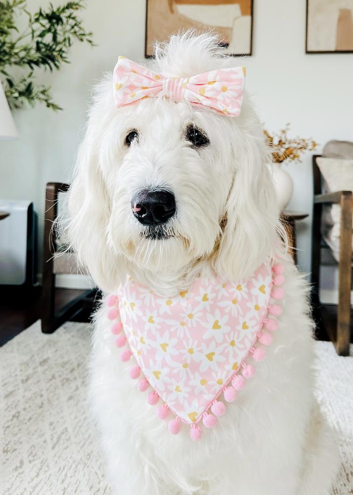 Life at A.N.A. Doodles — Goldendoodles & Bernedoodles in Cold Spring, MN