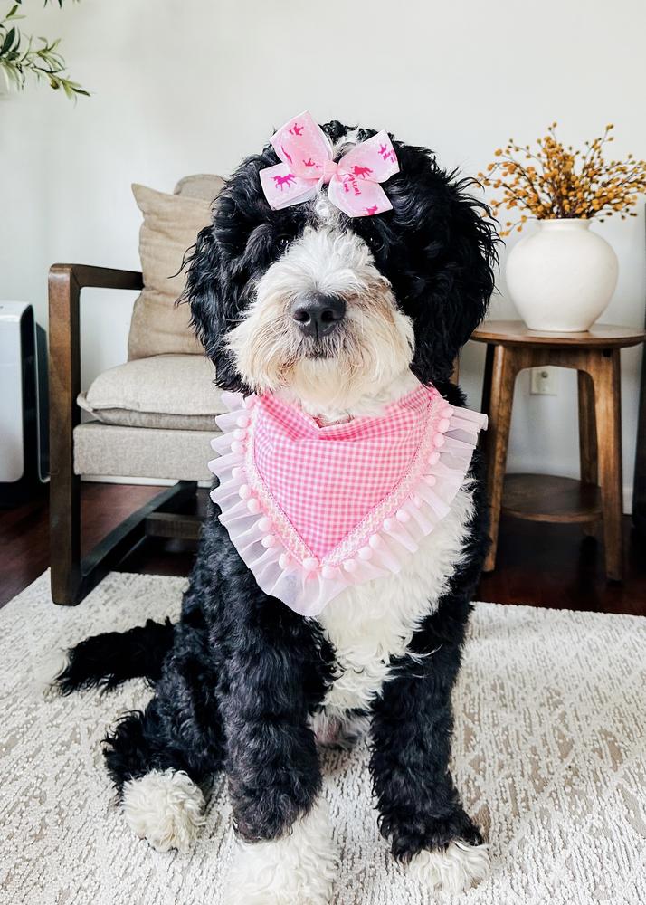 Life at A.N.A. Doodles — Goldendoodles & Bernedoodles in Cold Spring, MN