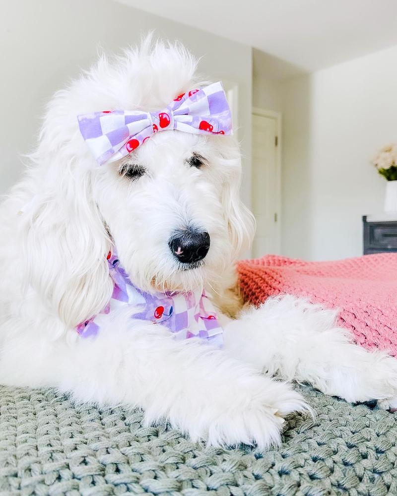 Life at A.N.A. Doodles — Goldendoodles & Bernedoodles in Cold Spring, MN