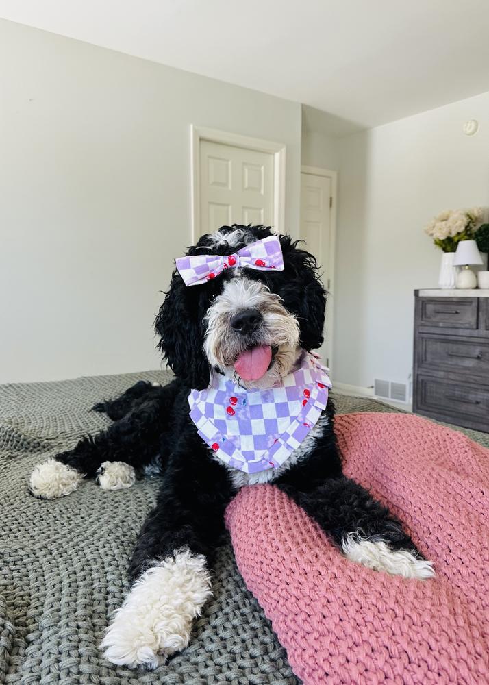 Life at A.N.A. Doodles — Goldendoodles & Bernedoodles in Cold Spring, MN