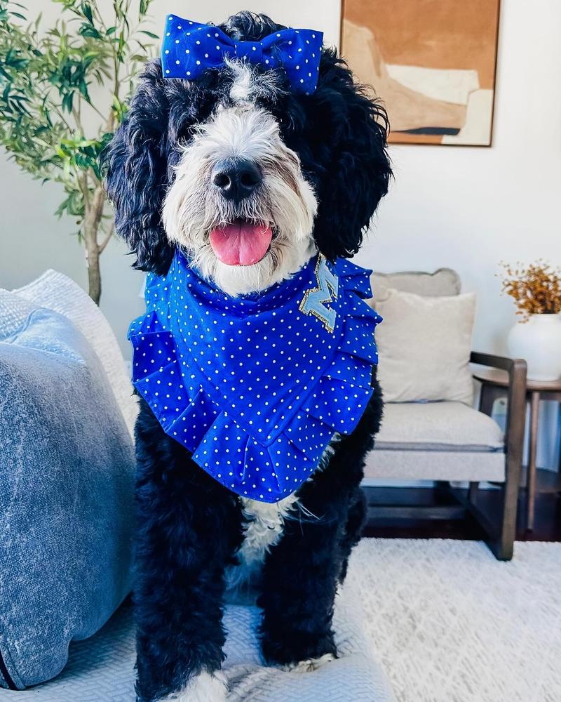 Life at A.N.A. Doodles — Goldendoodles & Bernedoodles in Cold Spring, MN