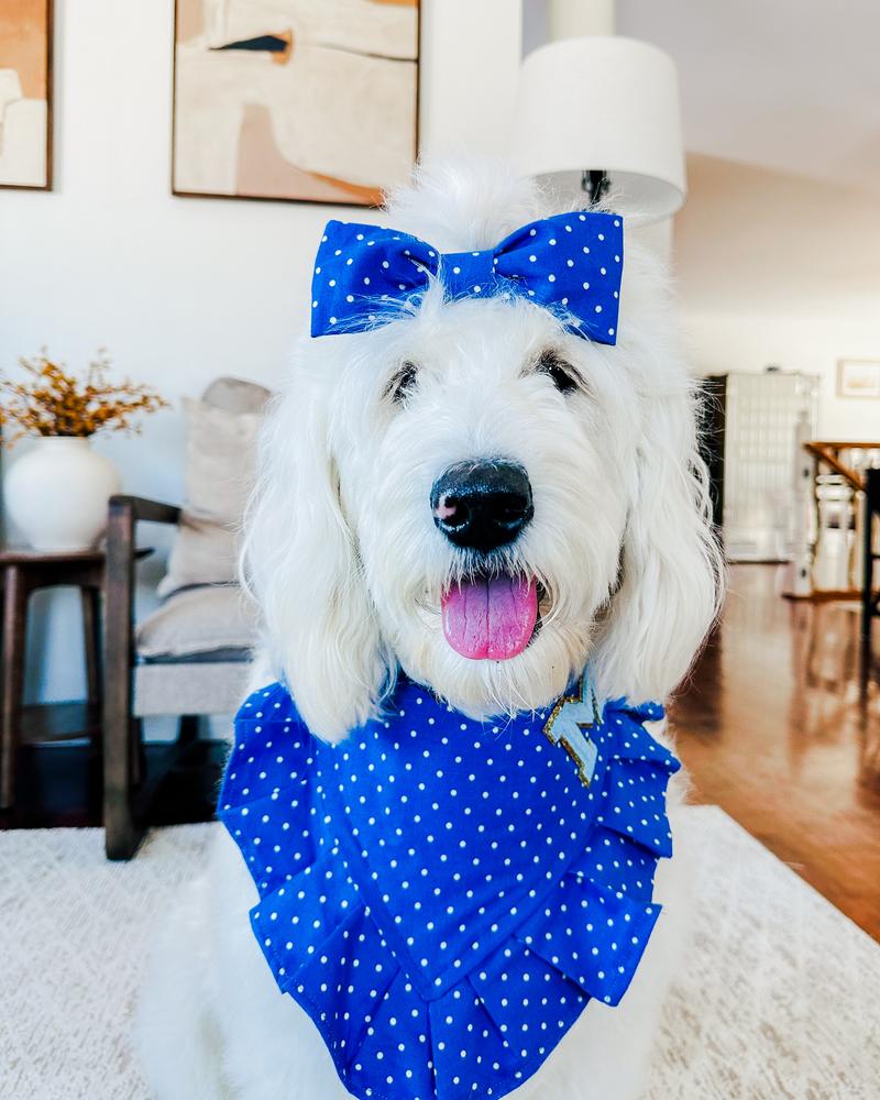 Life at A.N.A. Doodles — Goldendoodles & Bernedoodles in Cold Spring, MN