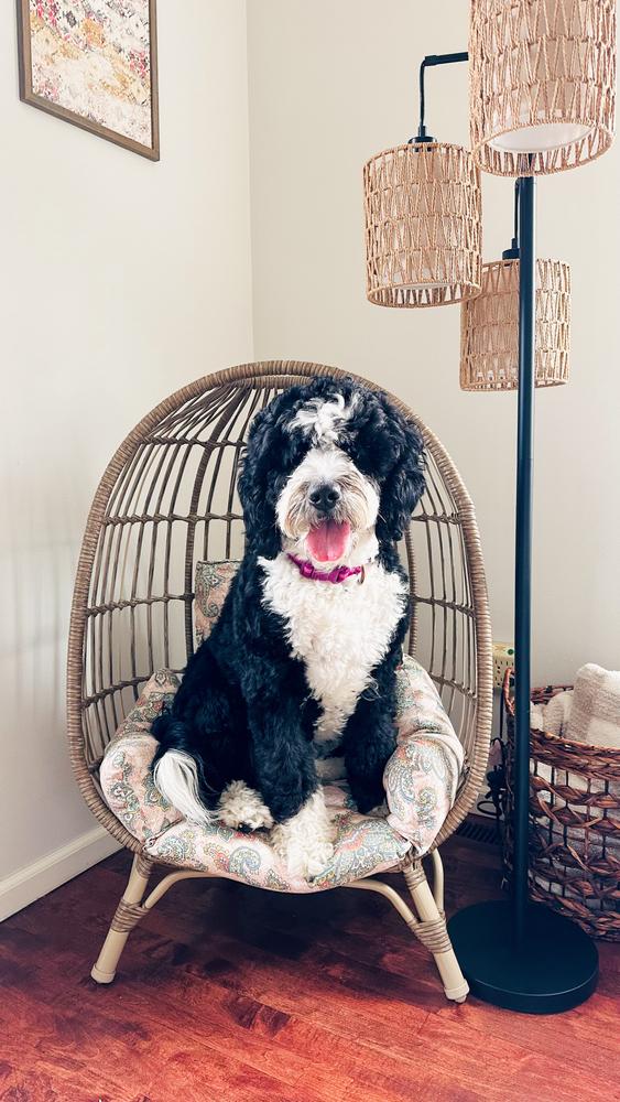 Life at A.N.A. Doodles — Goldendoodles & Bernedoodles in Cold Spring, MN